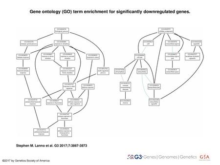 Gene ontology (GO) term enrichment for significantly downregulated genes. Gene ontology (GO) term enrichment for significantly downregulated genes. Visualization.