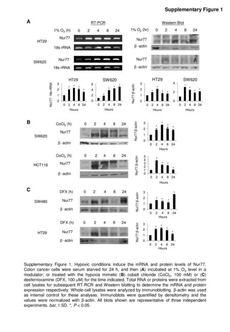 Supplementary Figure 1 A B C SW620 HT29 SW620