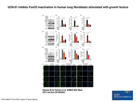 UCN‐01 inhibits FoxO3 inactivation in human lung fibroblasts stimulated with growth factors UCN‐01 inhibits FoxO3 inactivation in human lung fibroblasts.