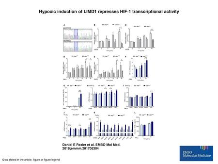 Hypoxic induction of LIMD1 represses HIF‐1 transcriptional activity