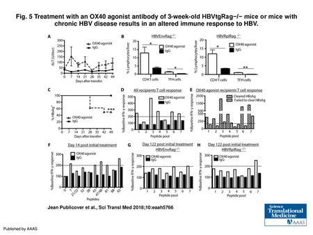 Fig. 5 Treatment with an OX40 agonist antibody of 3-week-old HBVtgRag−/− mice or mice with chronic HBV disease results in an altered immune response to.