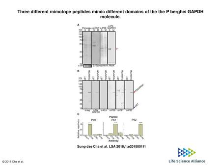 Three different mimotope peptides mimic different domains of the the P berghei GAPDH molecule. Three different mimotope peptides mimic different domains.