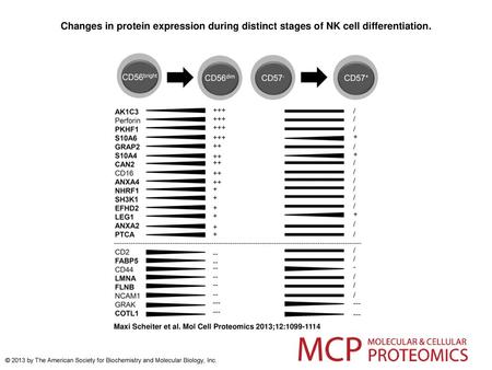 Changes in protein expression during distinct stages of NK cell differentiation. Changes in protein expression during distinct stages of NK cell differentiation.