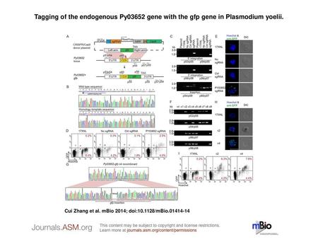 Tagging of the endogenous Py03652 gene with the gfp gene in Plasmodium yoelii. Tagging of the endogenous Py03652 gene with the gfp gene in Plasmodium yoelii.