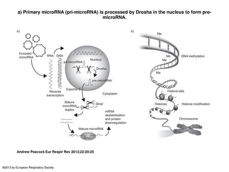 A) Primary microRNA (pri-microRNA) is processed by Drosha in the nucleus to form pre-microRNA. a) Primary microRNA (pri-microRNA) is processed by Drosha.