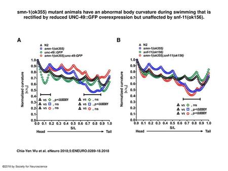 Smn-1(ok355) mutant animals have an abnormal body curvature during swimming that is rectified by reduced UNC-49::GFP overexpression but unaffected by snf-11(ok156).