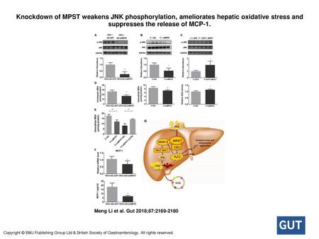 Knockdown of MPST weakens JNK phosphorylation, ameliorates hepatic oxidative stress and suppresses the release of MCP-1. Knockdown of MPST weakens JNK.