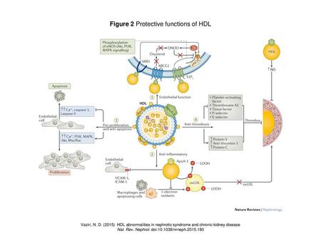 Figure 2 Protective functions of HDL