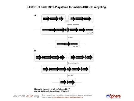 LEUpOUT and HIS/FLP systems for marker/CRISPR recycling.