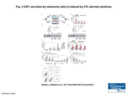 CSF1 secretion by melanoma cells is induced by CTL-derived cytokines