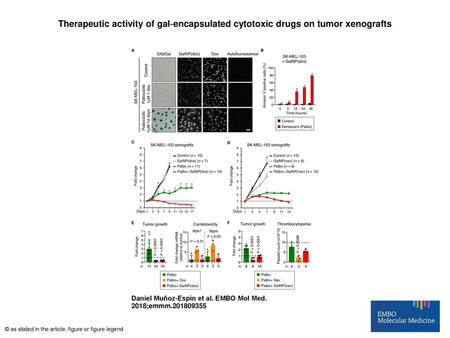 Therapeutic activity of gal‐encapsulated cytotoxic drugs on tumor xenografts Therapeutic activity of gal‐encapsulated cytotoxic drugs on tumor xenografts.