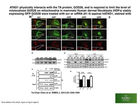 ATAD1 physically interacts with the TA protein, GOS28, and is required to limit the level of mislocalized GOS28 on mitochondria in mammals Human dermal.