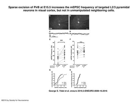 Sparse excision of PirB at E15