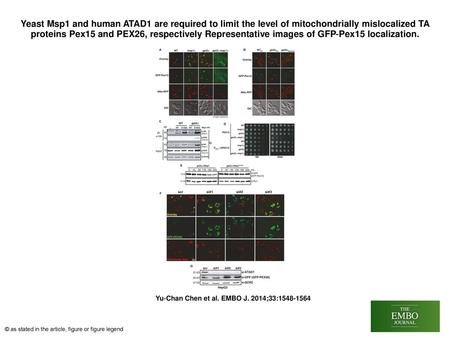 Yeast Msp1 and human ATAD1 are required to limit the level of mitochondrially mislocalized TA proteins Pex15 and PEX26, respectively Representative images.