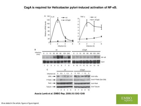 CagA is required for Helicobacter pylori‐induced activation of NF‐κB.