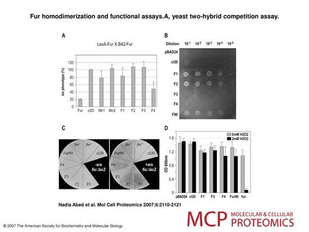 Fur homodimerization and functional assays