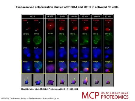 Time-resolved colocalization studies of S100A4 and MYH9 in activated NK cells. Time-resolved colocalization studies of S100A4 and MYH9 in activated NK.