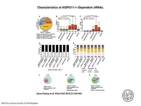 Characteristics of AtSPO11-1–Dependent sRNAs.