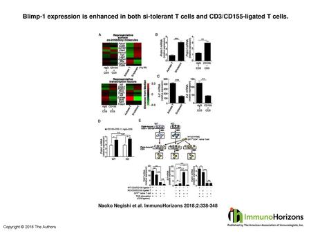 Blimp-1 expression is enhanced in both si-tolerant T cells and CD3/CD155-ligated T cells. Blimp-1 expression is enhanced in both si-tolerant T cells and.