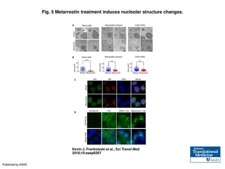 Fig. 5 Metarrestin treatment induces nucleolar structure changes.