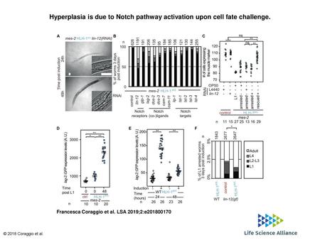 Hyperplasia is due to Notch pathway activation upon cell fate challenge. Hyperplasia is due to Notch pathway activation upon cell fate challenge. (A) Brightfield.