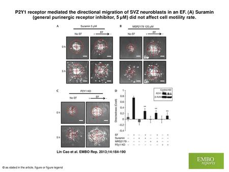 P2Y1 receptor mediated the directional migration of SVZ neuroblasts in an EF. (A) Suramin (general purinergic receptor inhibitor, 5 μM) did not affect.