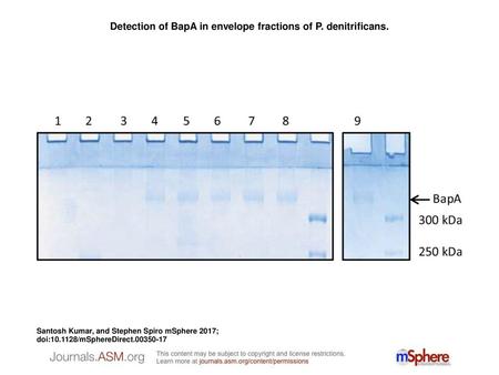 Detection of BapA in envelope fractions of P. denitrificans.