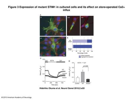 Figure 3 Expression of mutant STIM1 in cultured cells and its effect on store-operated Ca2+ influx Expression of mutant STIM1 in cultured cells and its.