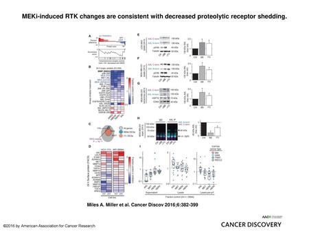 MEKi-induced RTK changes are consistent with decreased proteolytic receptor shedding. MEKi-induced RTK changes are consistent with decreased proteolytic.