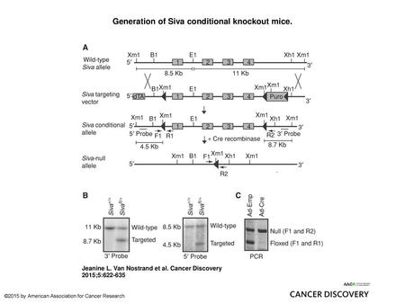 Generation of Siva conditional knockout mice.