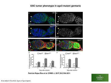 GSC tumor phenotype in ago3 mutant germaria