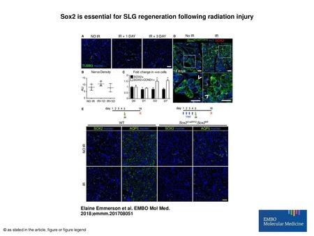 Sox2 is essential for SLG regeneration following radiation injury