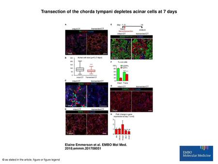 Transection of the chorda tympani depletes acinar cells at 7 days