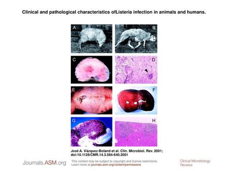 Clinical and pathological characteristics ofListeria infection in animals and humans. Clinical and pathological characteristics ofListeria infection in.