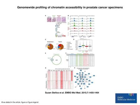 Genomewide profiling of chromatin accessibility in prostate cancer specimens Genomewide profiling of chromatin accessibility in prostate cancer specimens.