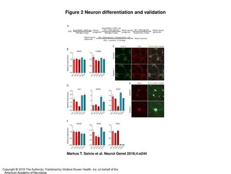 Figure 2 Neuron differentiation and validation