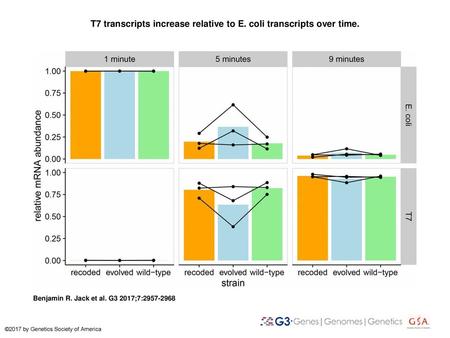 T7 transcripts increase relative to E. coli transcripts over time.