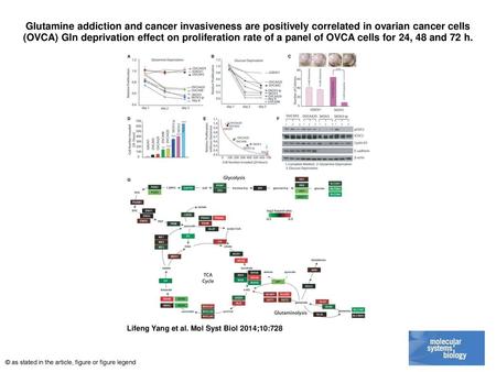 Glutamine addiction and cancer invasiveness are positively correlated in ovarian cancer cells (OVCA) Gln deprivation effect on proliferation rate of a.