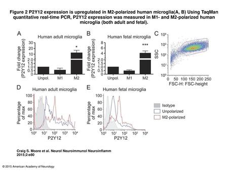 Figure 2 P2Y12 expression is upregulated in M2-polarized human microglia(A, B) Using TaqMan quantitative real-time PCR, P2Y12 expression was measured in.