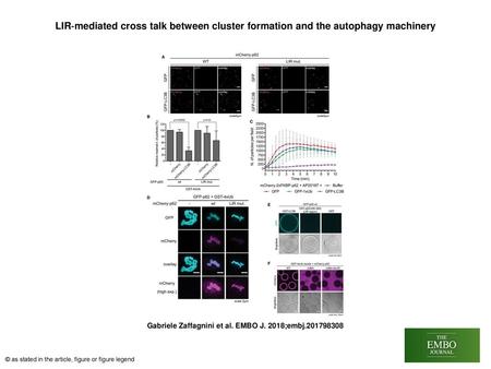 LIR‐mediated cross talk between cluster formation and the autophagy machinery LIR‐mediated cross talk between cluster formation and the autophagy machinery.