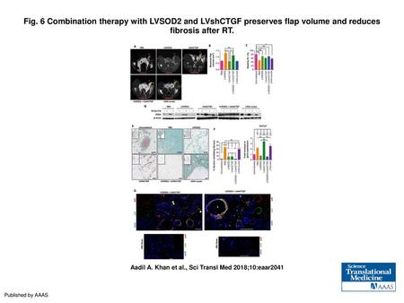 Fig. 6 Combination therapy with LVSOD2 and LVshCTGF preserves flap volume and reduces fibrosis after RT. Combination therapy with LVSOD2 and LVshCTGF preserves.