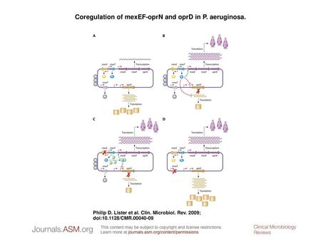 Coregulation of mexEF-oprN and oprD in P. aeruginosa.