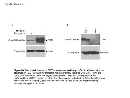 Figure S3.   Zhang et al. A B Myc-SIRT1 - + sir2a+/+ sir2a-/-