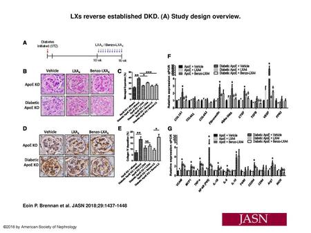 LXs reverse established DKD. (A) Study design overview.