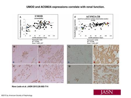 UMOD and ACSM2A expressions correlate with renal function.