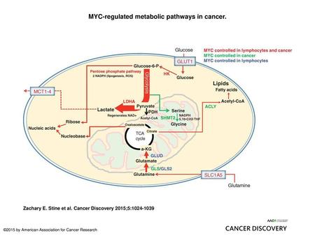 MYC-regulated metabolic pathways in cancer.