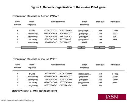 Figure 1. Genomic organization of the murine Pcln1 gene.