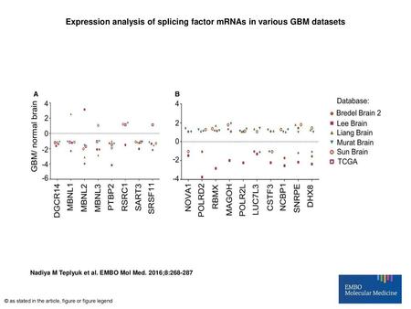 Expression analysis of splicing factor mRNAs in various GBM datasets