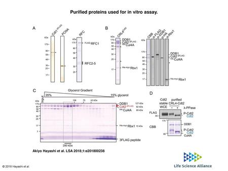 Purified proteins used for in vitro assay.