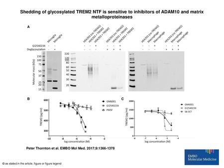 Shedding of glycosylated TREM2 NTF is sensitive to inhibitors of ADAM10 and matrix metalloproteinases Shedding of glycosylated TREM2 NTF is sensitive to.